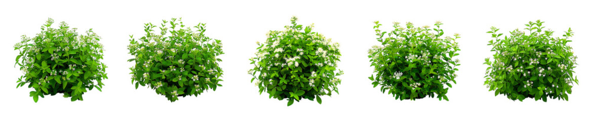 Five Lush Green Bushes with Delicate White Blossoms