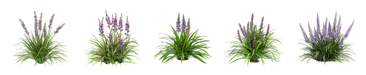Five Variations of Purple Flower Plants