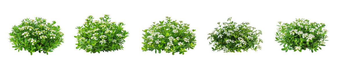 Five Green Shrubs with White Flowers