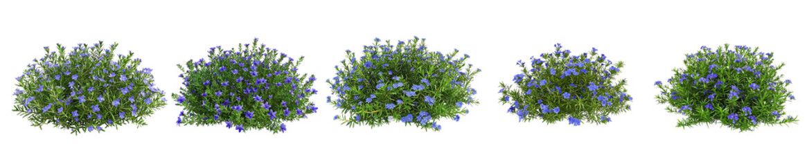 Blue Flowers Bush Collection: Six Lush Green Bushes Adorned with Delicate Blue Blossoms, Perfect for Landscaping or Garden Design Projects