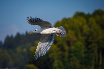 A majestic seagull glides through the air with outstretched wings against a clear blue sky. The background shows a blurred, lush green coastline, hinting at a serene natural setting.