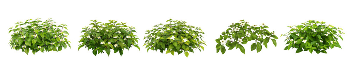 Five Lush Green Bushes with Delicate White Blossoms