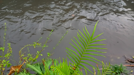 green grass and water
