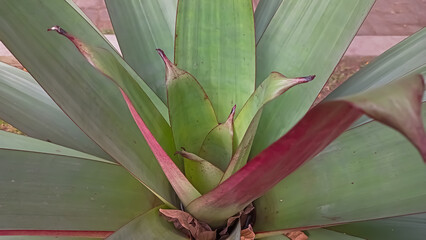 aloe vera plant in garden