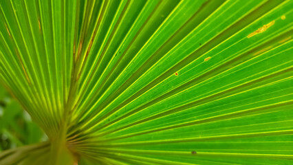 palm leaf background