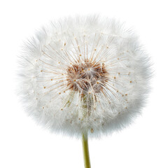 Fototapeta premium Close-up of a dandelion seed head (16)