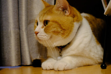 猫, 子猫, 動物, ペット, マンチカン, かわいらしい, 穏やか, かわいい,...