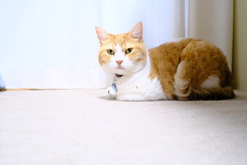 猫, 子猫, 動物, ペット, マンチカン, かわいらしい, 穏やか, かわいい,...