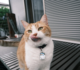 猫, 子猫, 動物, ペット, マンチカン, かわいらしい, 穏やか, かわいい,...