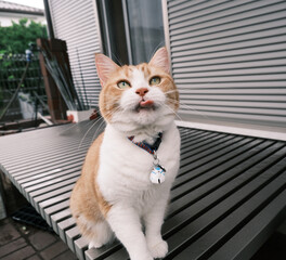 猫, 子猫, 動物, ペット, マンチカン, かわいらしい, 穏やか, かわいい,...