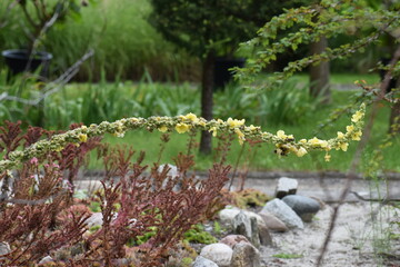 In the photo, common mullein is also known as bear's ear or mullein.