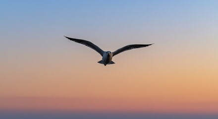 Obraz premium Seagull Flying in Sky During Sunset with Gradient Colors