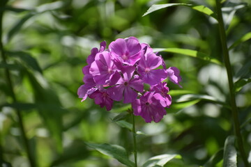 in the photo is a panicle phlox flower