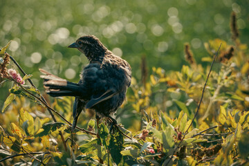 female black wings bird perches on a leafy branch, its feathers ruffled as it turns its head to look back. The sunlit background is a soft bokeh of green and yellow.