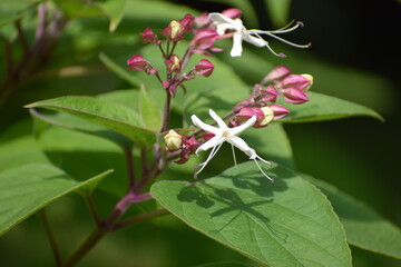In the photo, the three-wave clerodendrum is known as the tree of destiny or jasmine clerodendrum.