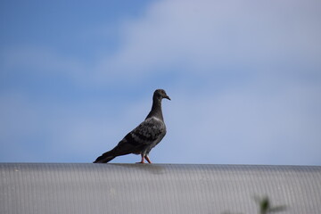 pigeon on the roof