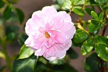 Obraz premium pink rose bush