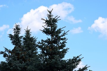 pine tree in the sky