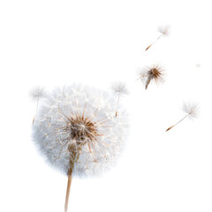Dandelion seeds floating away