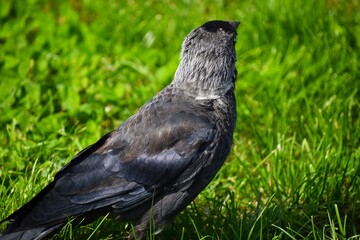 Fototapeta premium crow on the grass