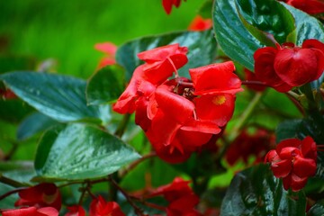 In the photo. Flower, pelargonium.
