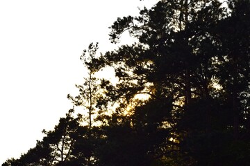 sunset in the forest