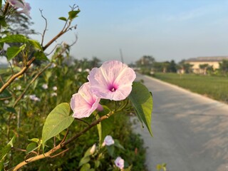 pink rose in the park