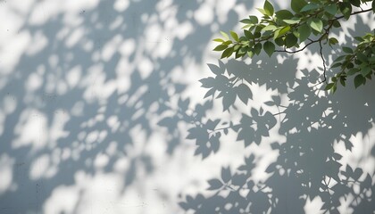 Abstract Leaf Shadow and Light Blur on White Concrete Wall for Natural Overlay Effect