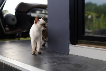 A beautiful white cat with a black face and vivid blue eyes, commonly found in Thailand, captured in natural outdoor lighting for pet and animal photography