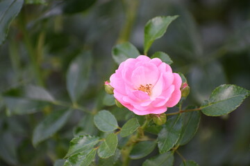 pink rose in garden