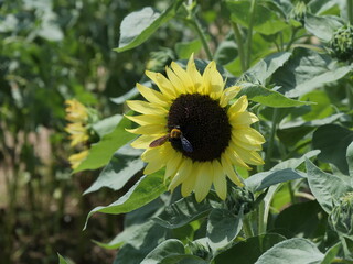 ヒマワリの花にクマバチが止まっている