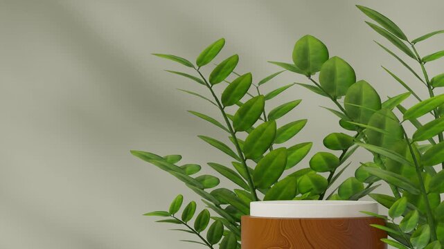 green zamia plant and wall in 3d video render of scene template white and wood texture podium looping seamless shadow animation