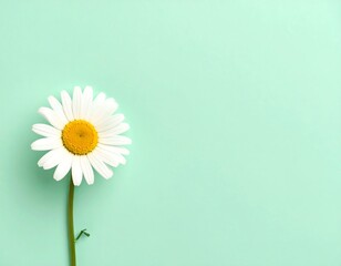 Single daisy blossom against soothing pastel green background evoking tranquility and natural