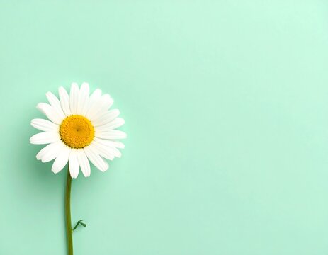 Single daisy blossom against soothing pastel green background evoking tranquility and natural