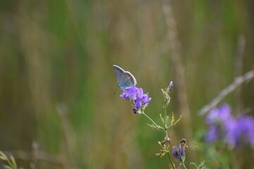 blue butterfly on a flower