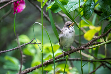 Grey warbler chick on a thorny branch. colorful wildlife photo. close-up.