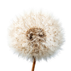 Seed head dandelion close-up, studio shot, white background, nature botany