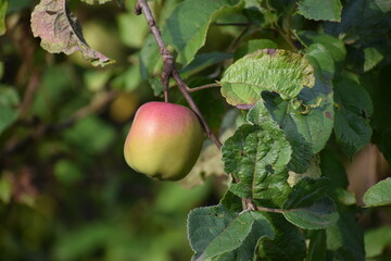 The photo shows apples of the Antonovka variety.