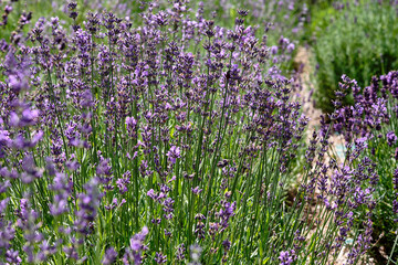 Obraz premium Vibrant lavender field in full bloom during sunny day showcasing nature's beauty and tranquility