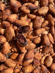 Cocoa bean - close up