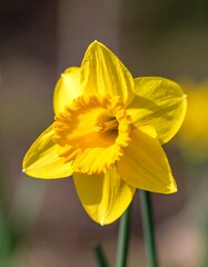 A vibrant yellow daffodil in full bloom, sunlight illuminating its petals
