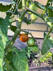 tomatoes on the garden