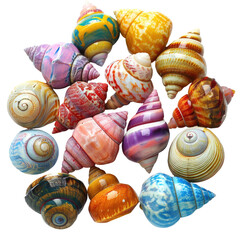 Colorful Seashells Collection, Tropical Beach Background, Summer Vacation Decoration
