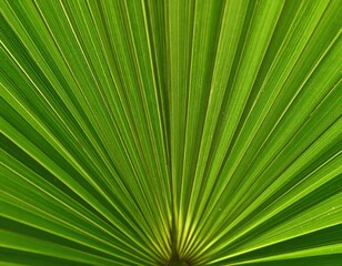 Obraz premium close up of palm tree leaf.