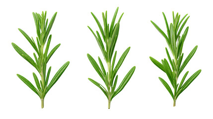 Fototapeta premium Vibrant green leaves on a dark background, study in natural contrast and botanical beauty