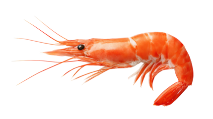 Striking macro photography, shrimp with elongated tentacles on a deep black background