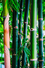 Fototapeta premium bamboo forest background macro closeup