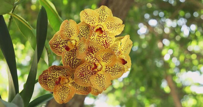 Vibrant Yellow Orchid Blossoms with Intricate Patterns in Natural Green Environment. Vanda Orchid.