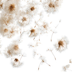 Dried Flowers, Close-up, Studio, White Background, Design