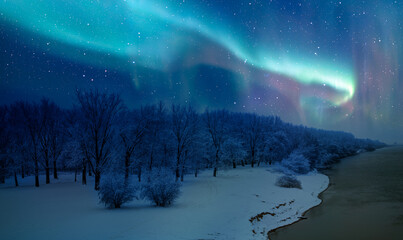 Snow-covered trees stand under the glowing northern lights in a dark, serene forest - Norway
